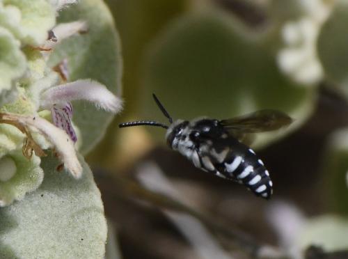 Thyreus ramosus